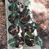 Alocasia ‘Black Velvet’ aka Alocasia 'Reginula'