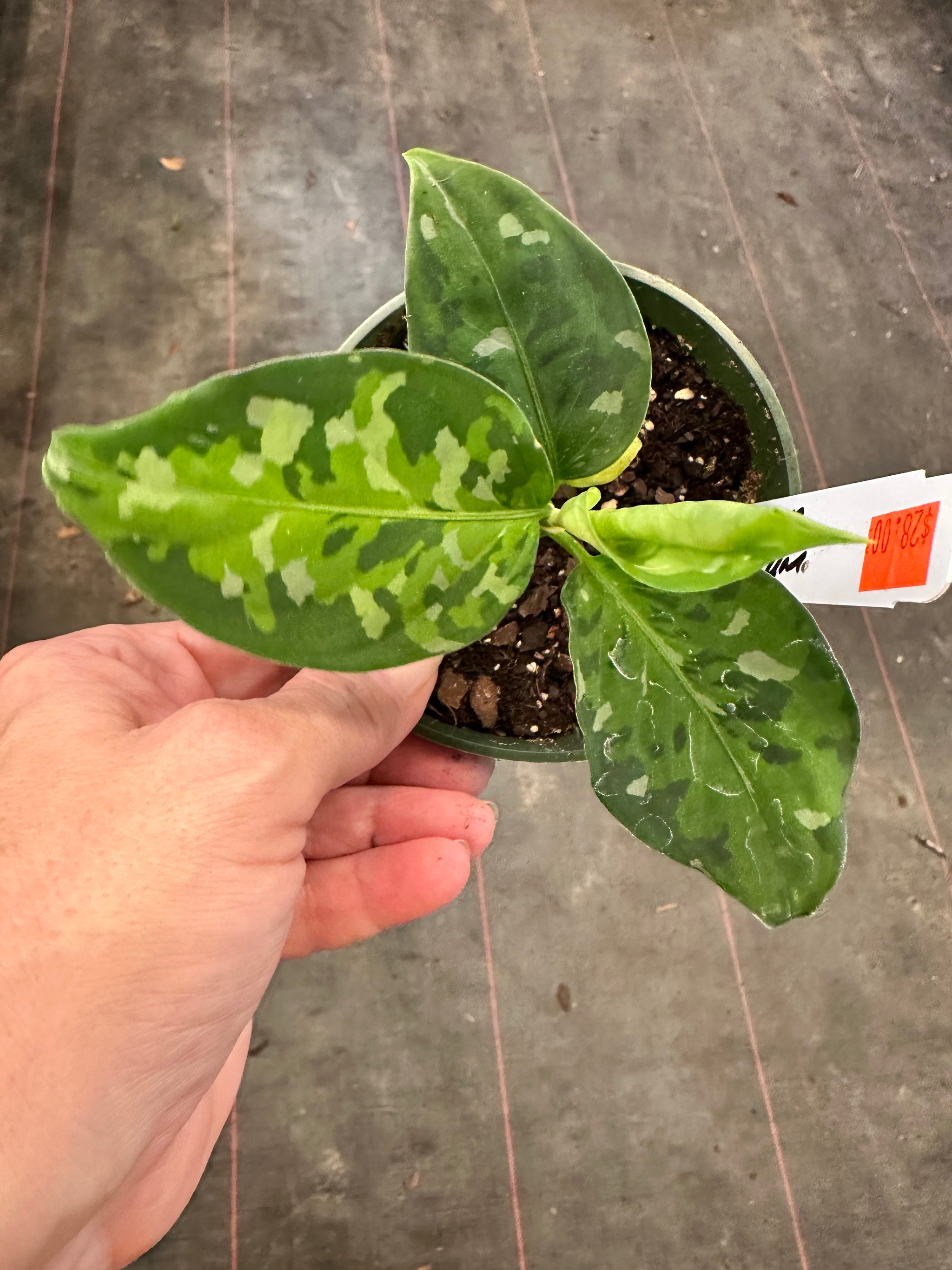 Aglaonema Pictum Tricolor – Christine's Tropical & Exotic Plants