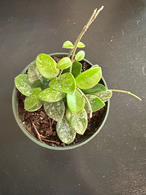Hoya Matilde