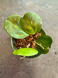 Hoya Obovata (Albo inner variegated)