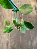 Hoya Obovata (Hanging Basket)