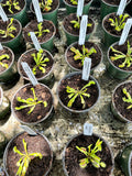 Dionaea Mammoth aka Giant Venus Fly Trap