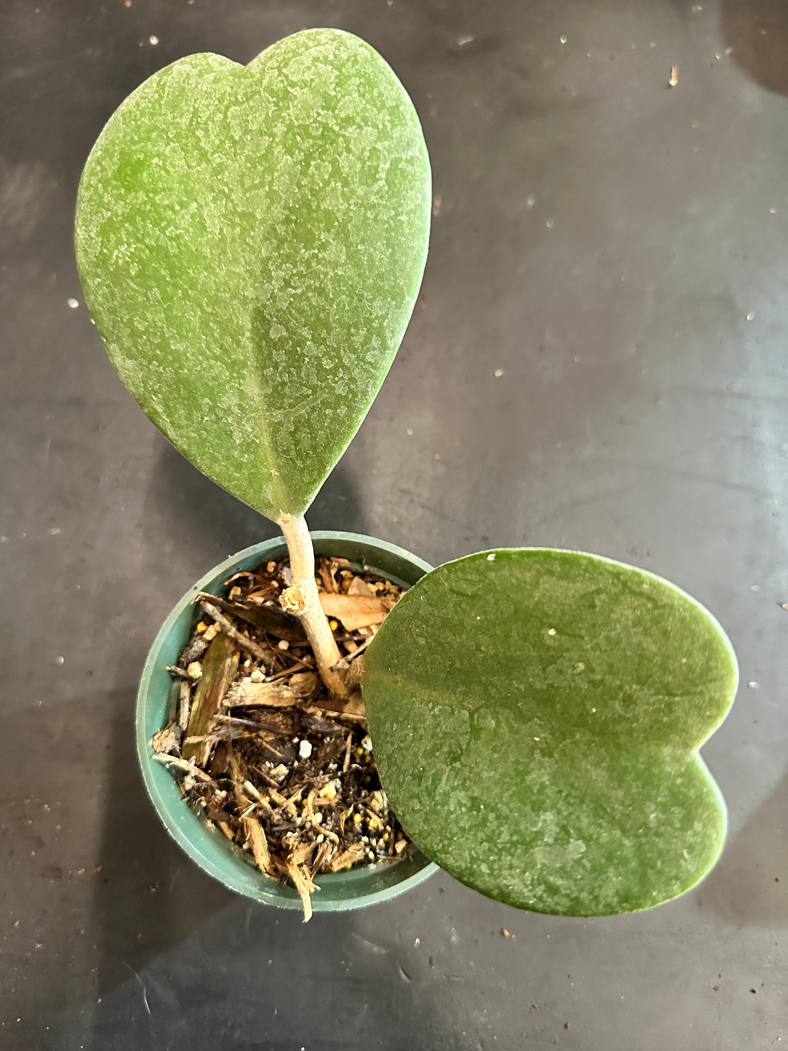 hoya kerri succulent Hoya Kerrii fuzzy – Christine's Tropical & Exotic Plants