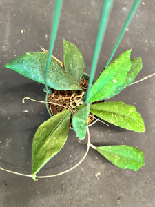 Hoya EPC 207 (hanging basket)