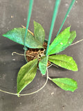Hoya EPC 207 (hanging basket)