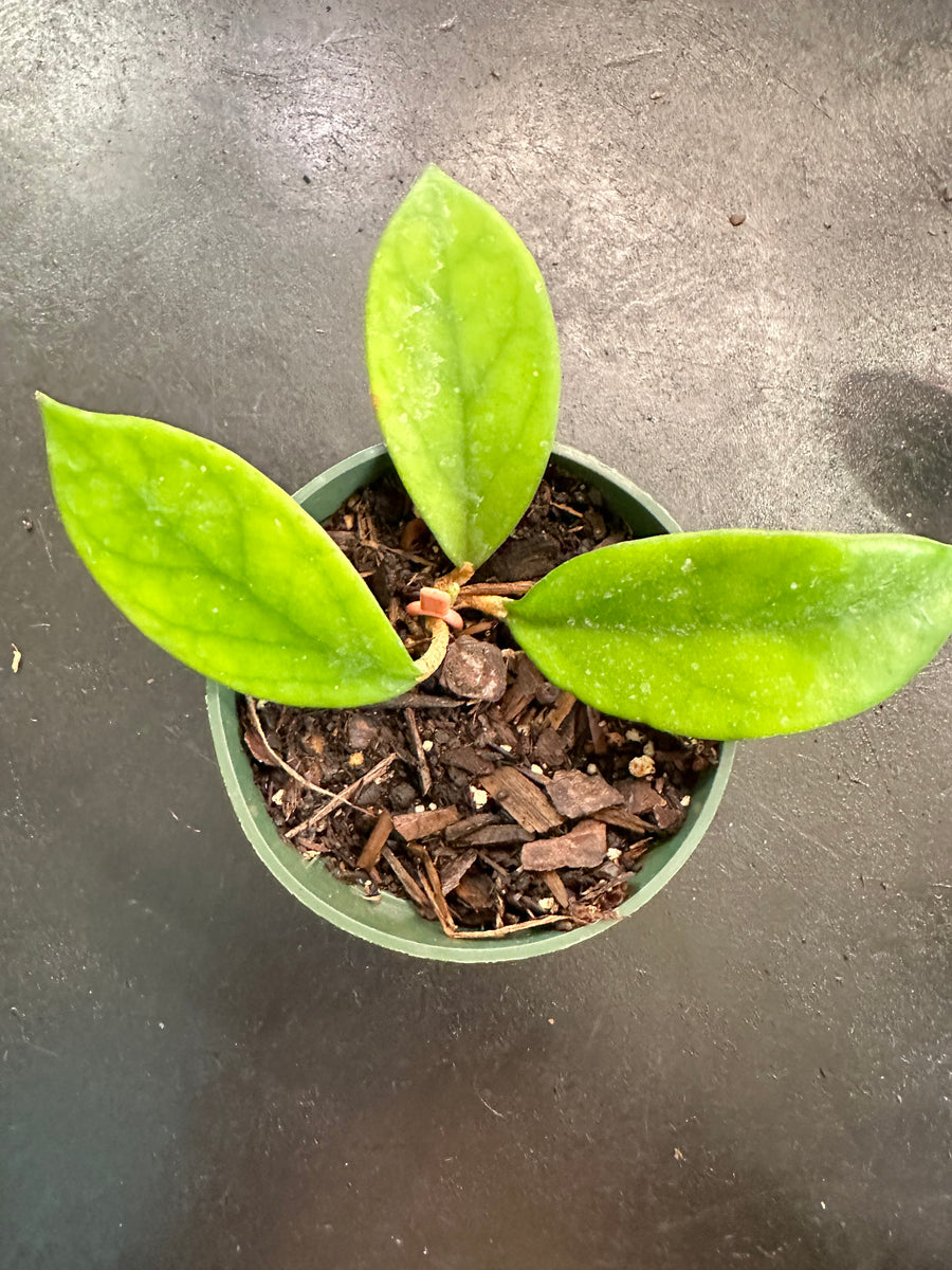 Hoya Skinneriana “Dee’s Big One” – Christine's Tropical & Exotic Plants