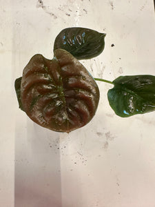 Alocasia  cuprea “Red Secret”.