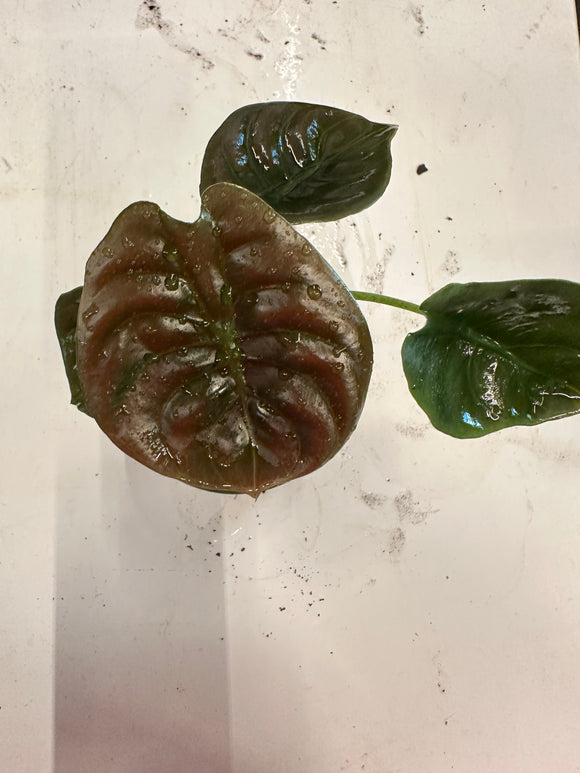 Alocasia  cuprea “Red Secret”.