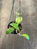 Hoya Hot Lips (Hanging Basket)