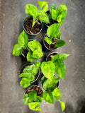 Epipremnum Aureum ‘Global Green’ (Pothos)