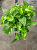 Golden Pothos (Epipremnum Aureum "Golden") aka Hawaiin Pothos in 8" hanging basket