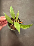 Hoya EPC 317