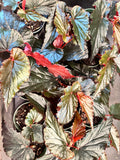 Begonia ‘Black Magic’