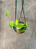 Hoya Neocaledonica (hanging basket)