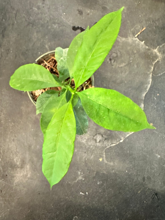 Hoya Multiflora (Shooting Star)