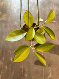 Hoya Icensis aka Patcharawalai 023 hanging basket