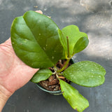 Hoya Kerrii Quiltleaf