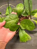 Hoya RB Dick (EPC 196) hanging basket