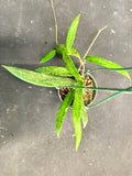 Hoya SR 2007-13 hanging basket