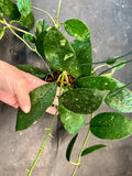 Hoya Diversifolia (hanging basket)