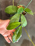 Hoya Juannguoana (Hanging Basket)