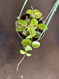 Hoya Mathilde hanging basket
