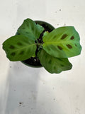 Maranta Leuconeura aka Prayer Plant