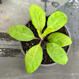 Gynura Procumbens aka Longevity Spinach