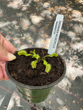 Dionaea Mammoth aka Giant Venus Fly Trap