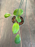 Hoya Hot Lips (Hanging Basket)