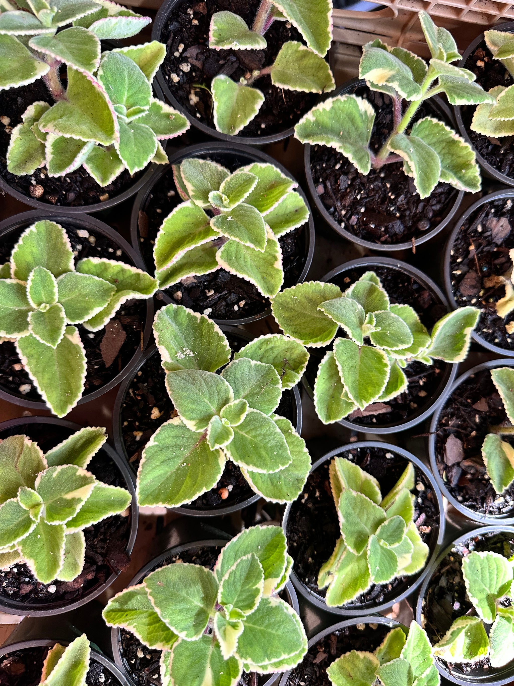 Cuban Oregano Variegated aka Coleus Amboinicus – Christine's Tropical &  Exotic Plants
