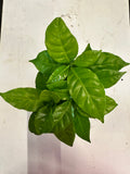 Arabica Coffee