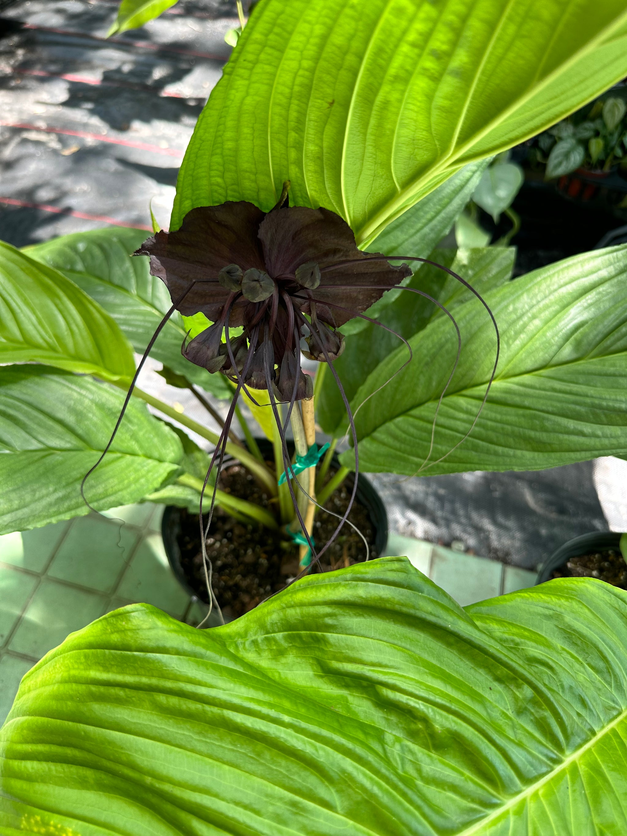 Tacca Chantrieri aka Black Bat Plant – Christine's Tropical