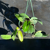 Hoya Dasyantha (Hanging Basket)