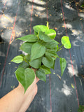 Philodendron Cordatum aka Heartleaf