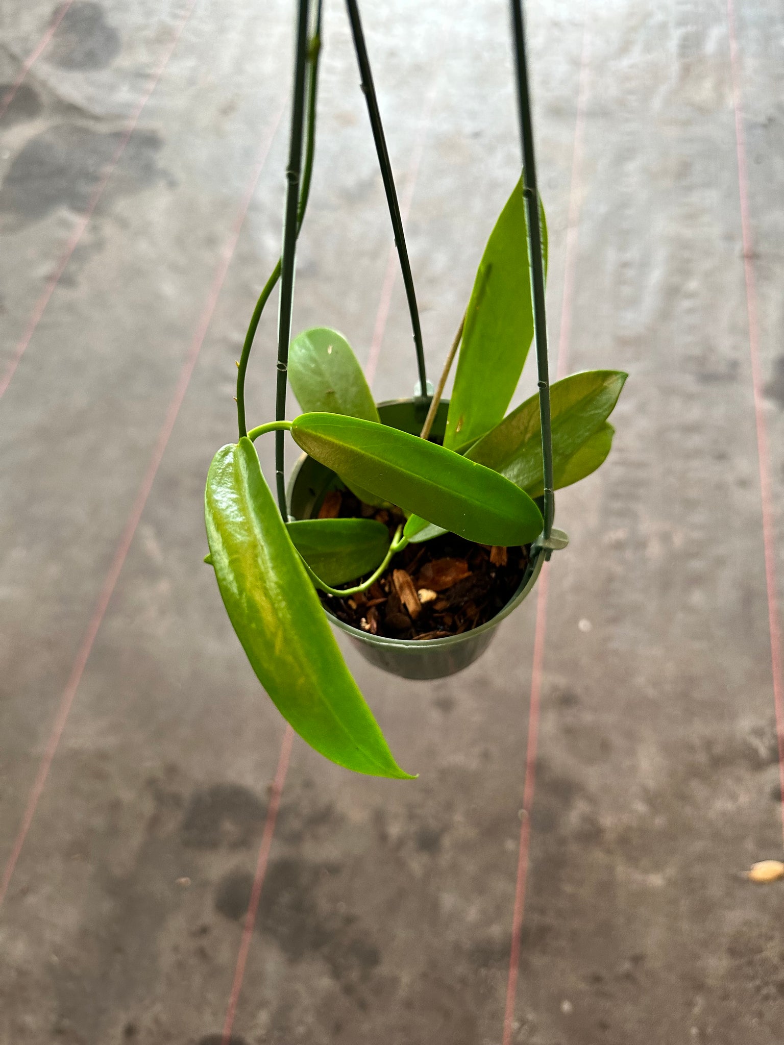 dragon hanging plant Hoya 'White Dragon' pubicorolla hanging basket – Christine's Tropical & Exotic Plants