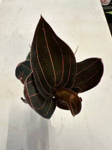 Ludisia Discolor AKA Red Jewel Orchid