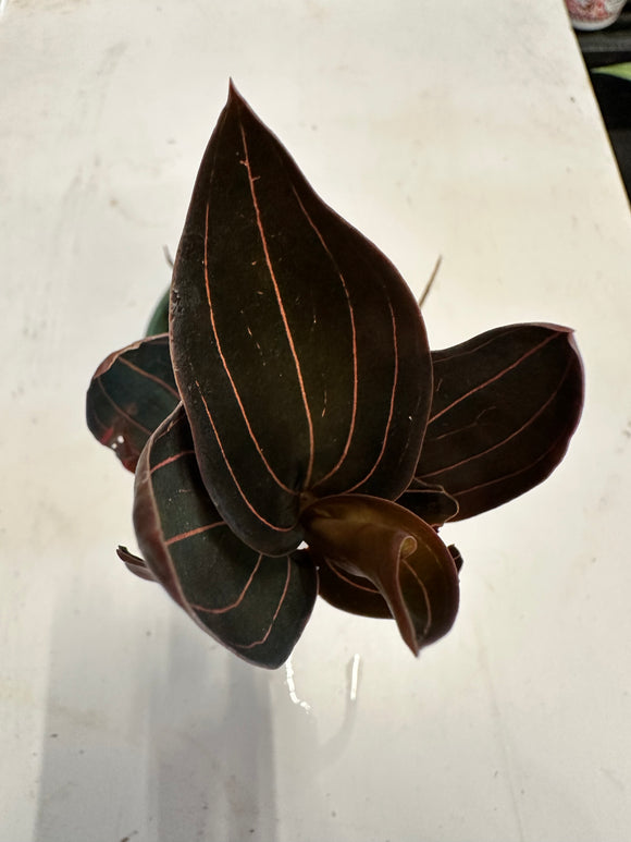 Ludisia Discolor AKA Red Jewel Orchid