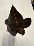 Ludisia Discolor AKA Red Jewel Orchid