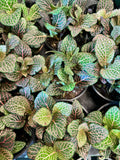 Pink Fittonia