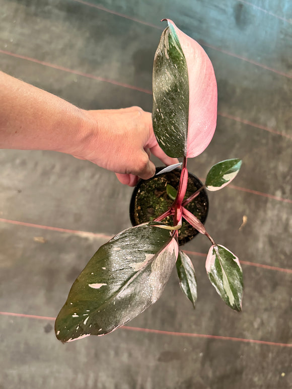 Philodendron Pink Princess