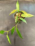 Hoya ‘Seanie’ Archboldiana x Onychoides