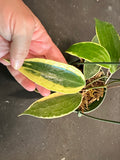 Hoya Latifolia Albo margins (hanging basket)