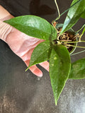 Hoya Estrella sp. Waterfalls (IML 1256) hanging basket