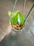 Hoya Dasyantha in a hanging basket