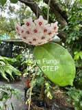 Hoya Fungii (Hanging Basket)