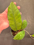 Hoya Callistophhylla