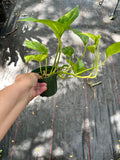 Golden Pothos (Epipremnum Aureum "Golden") aka Hawaiian Pothos