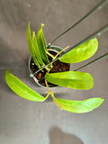 Hoya ‘White Dragon’ pubicorolla hanging basket