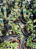 Ficus Pumila Variegated aka Fig Ivy